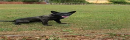 Belgian Shepherd Dog dogs for sale: Dutch Shepherd in Chesterfield - Advert 1