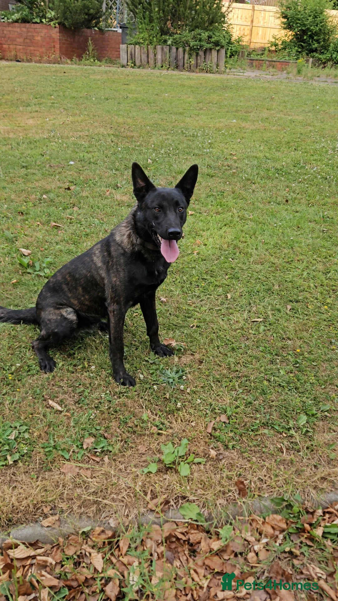 Belgian Shepherd Dog dogs for sale: Dutch Shepherd in Chesterfield - Advert 1