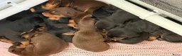 Dobermann dogs for sale: Outstanding KC Reg Dobermann Pups Rust and Black  - Advert 11