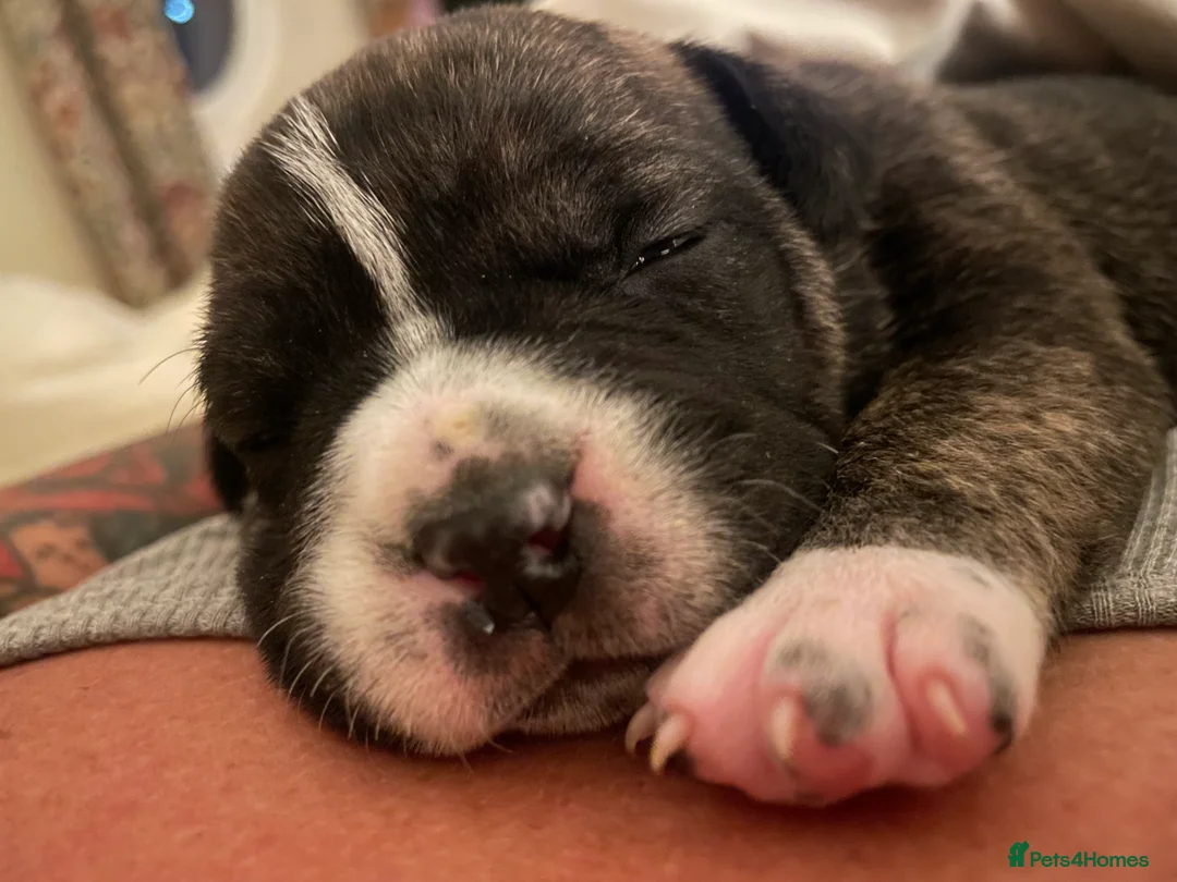 American Bully dogs for sale: ⭐️ 3/4 stunning Pocket bullys mix of colours ⭐️ - Advert 28