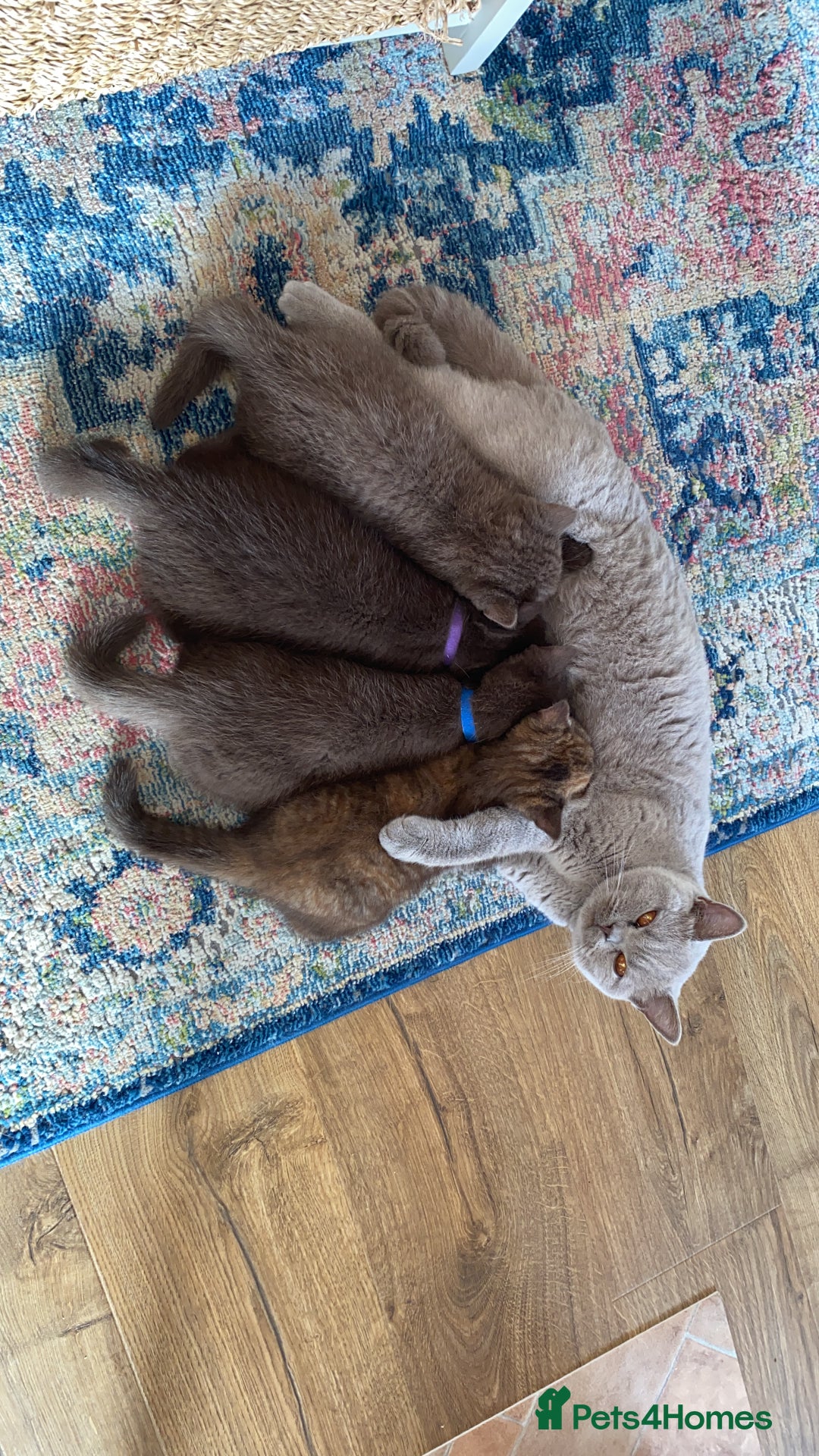 British Shorthair cats for sale: **SOLD ** British Shorthair Chocolate Male  - Image 8