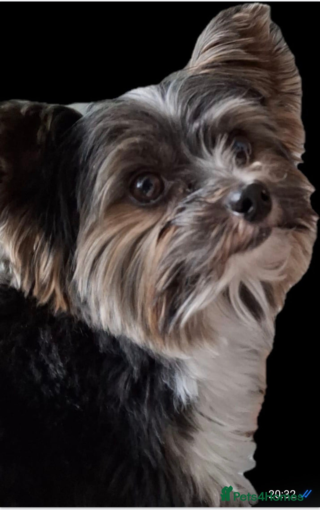 Yorkshire Terrier dogs Purebred BiewerTerrier/ColourfulYorkie Proven Stud in Merthyr Tydfil - Advert 1