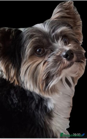 Yorkshire Terrier dogs for stud in Merthyr Tydfil - Advert 1