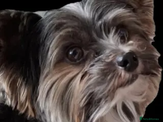 Yorkshire Terrier dogs Purebred BiewerTerrier/ColourfulYorkie Proven Stud in Merthyr Tydfil - Advert 2