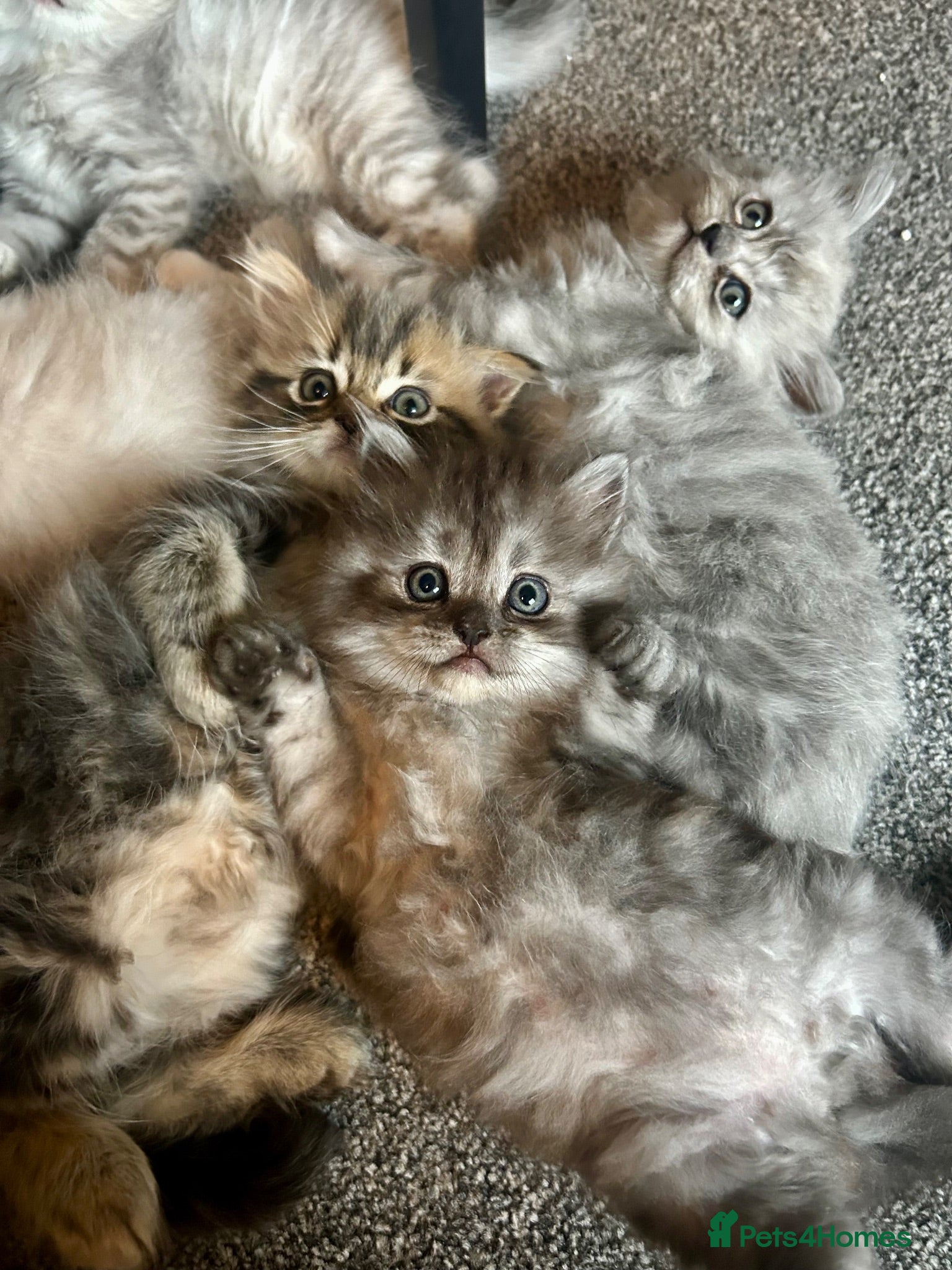 Perdoll cats Persian Kitty’s for sale 🩶 - Advert 1