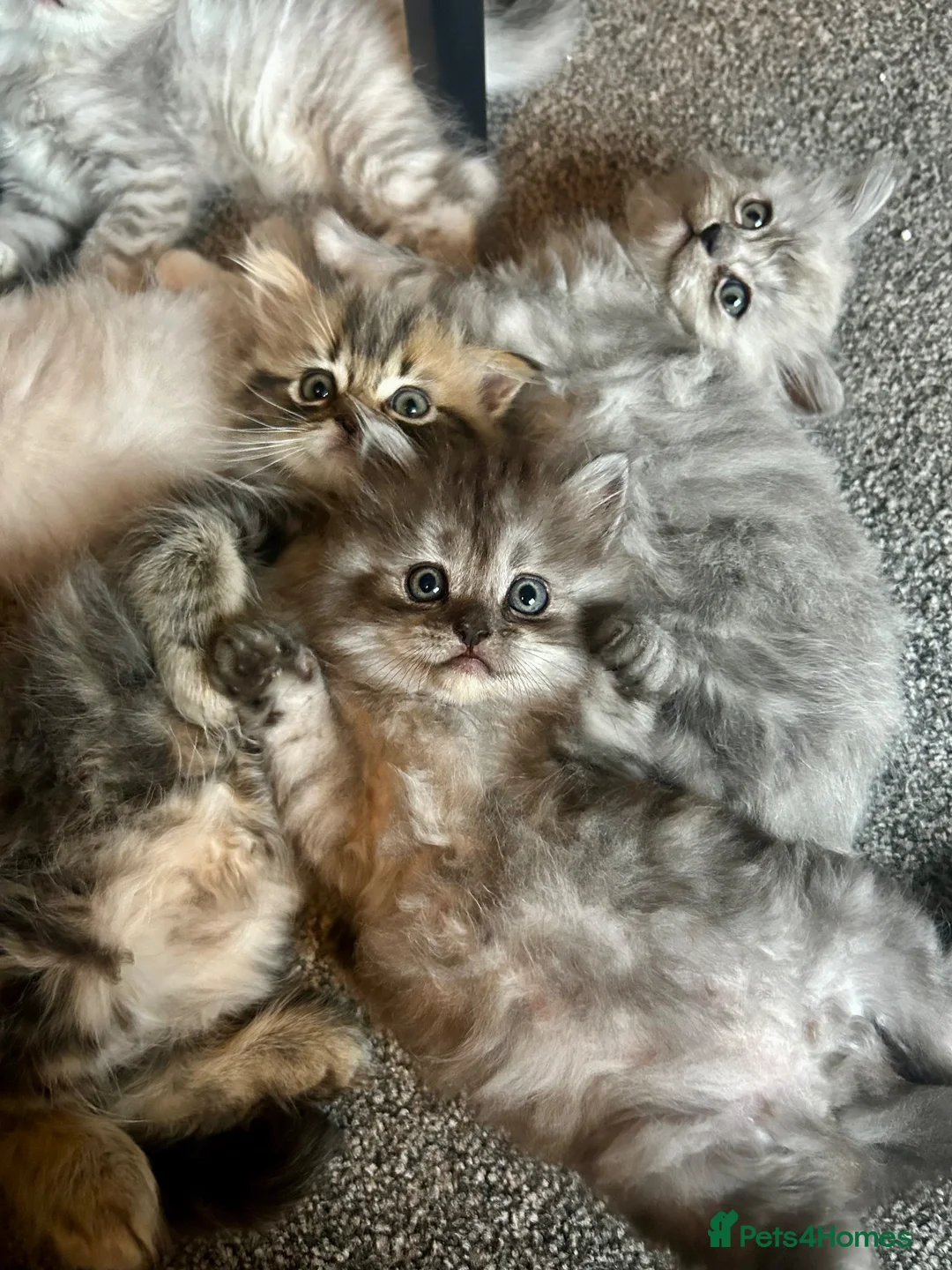 Perdoll cats for sale: READY NOW Persian Kitty’s for sale 🩶 - Advert 1