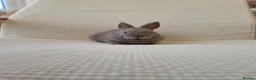 Mixed Breed rabbits for sale: Lilac Netherland cross in Newport - Advert 2