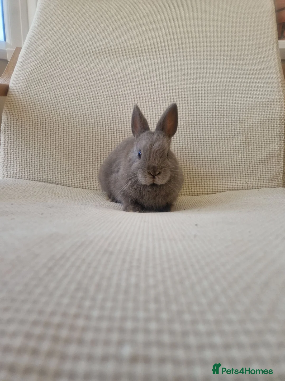 Mixed Breed rabbits for sale: Lilac Netherland cross in Newport - Advert 2