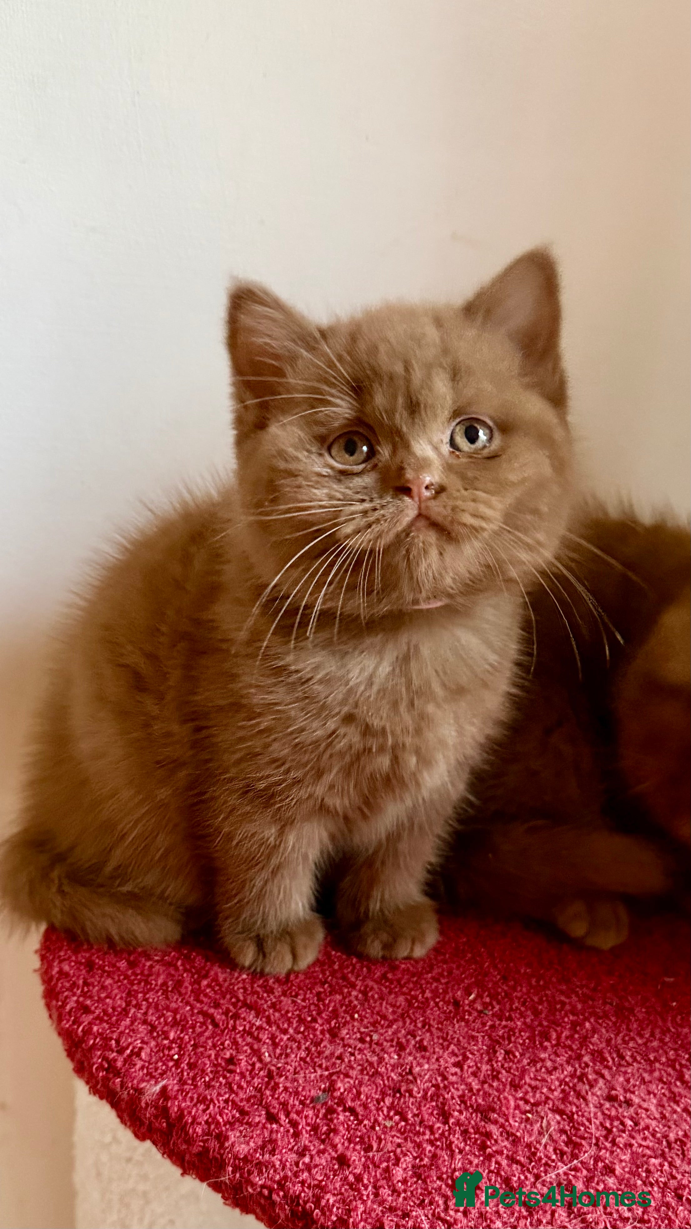 British Shorthair cats BSH show quality cinnamon kittens  - Advert 2