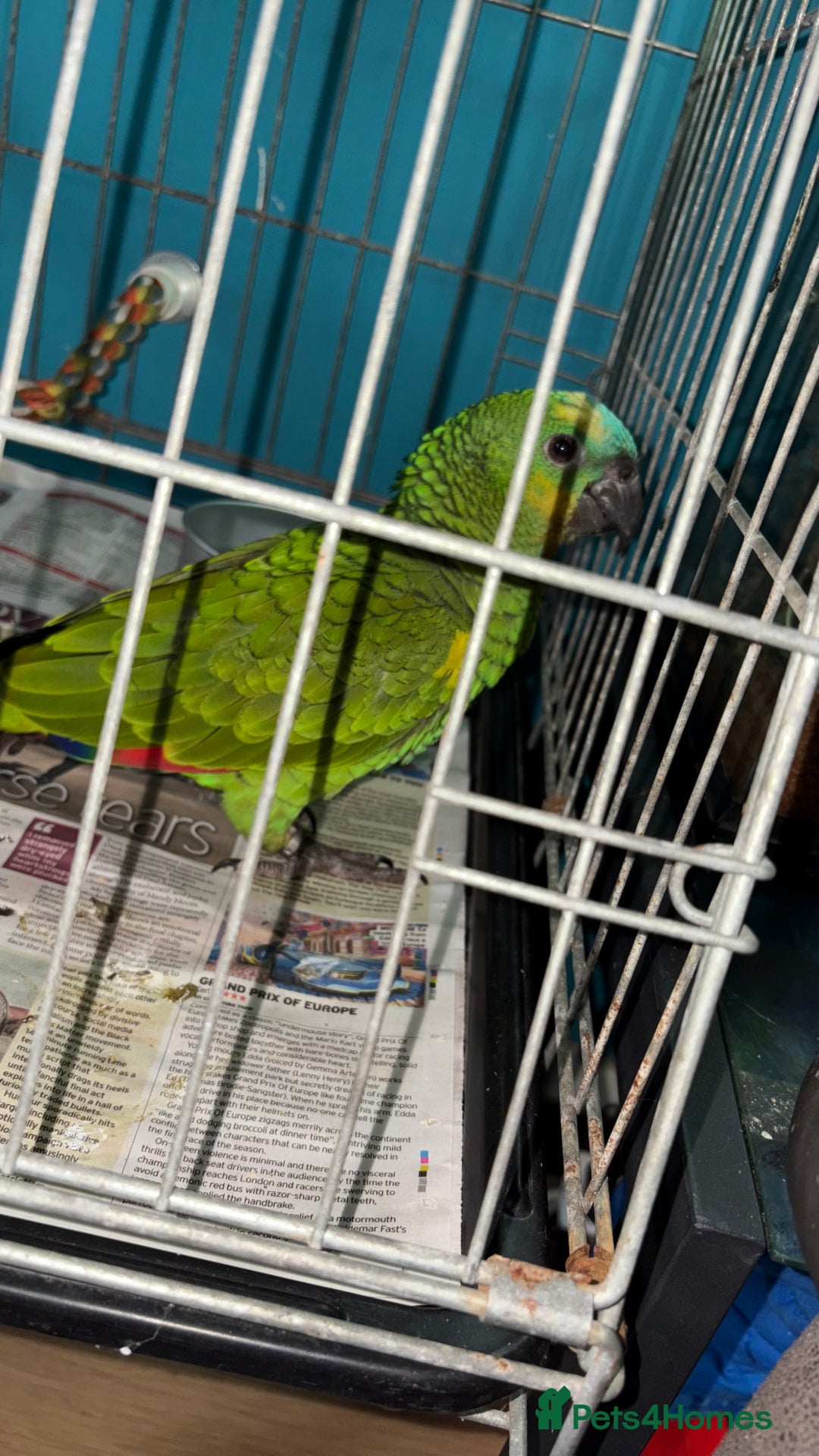 Parrots birds for sale: Beautiful blue front Amazon  - Advert 23