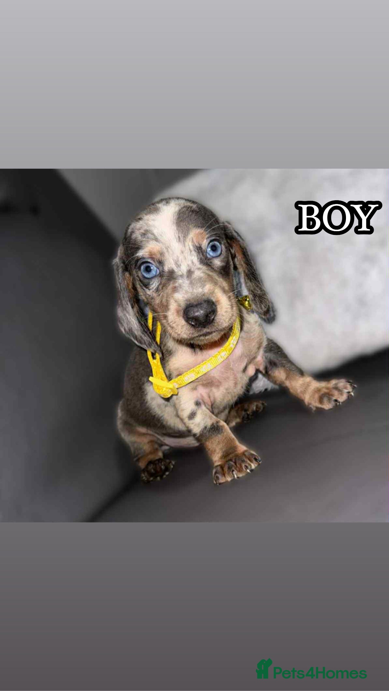 Miniature Dachshund dogs Miniature Dachshunds - Advert 1