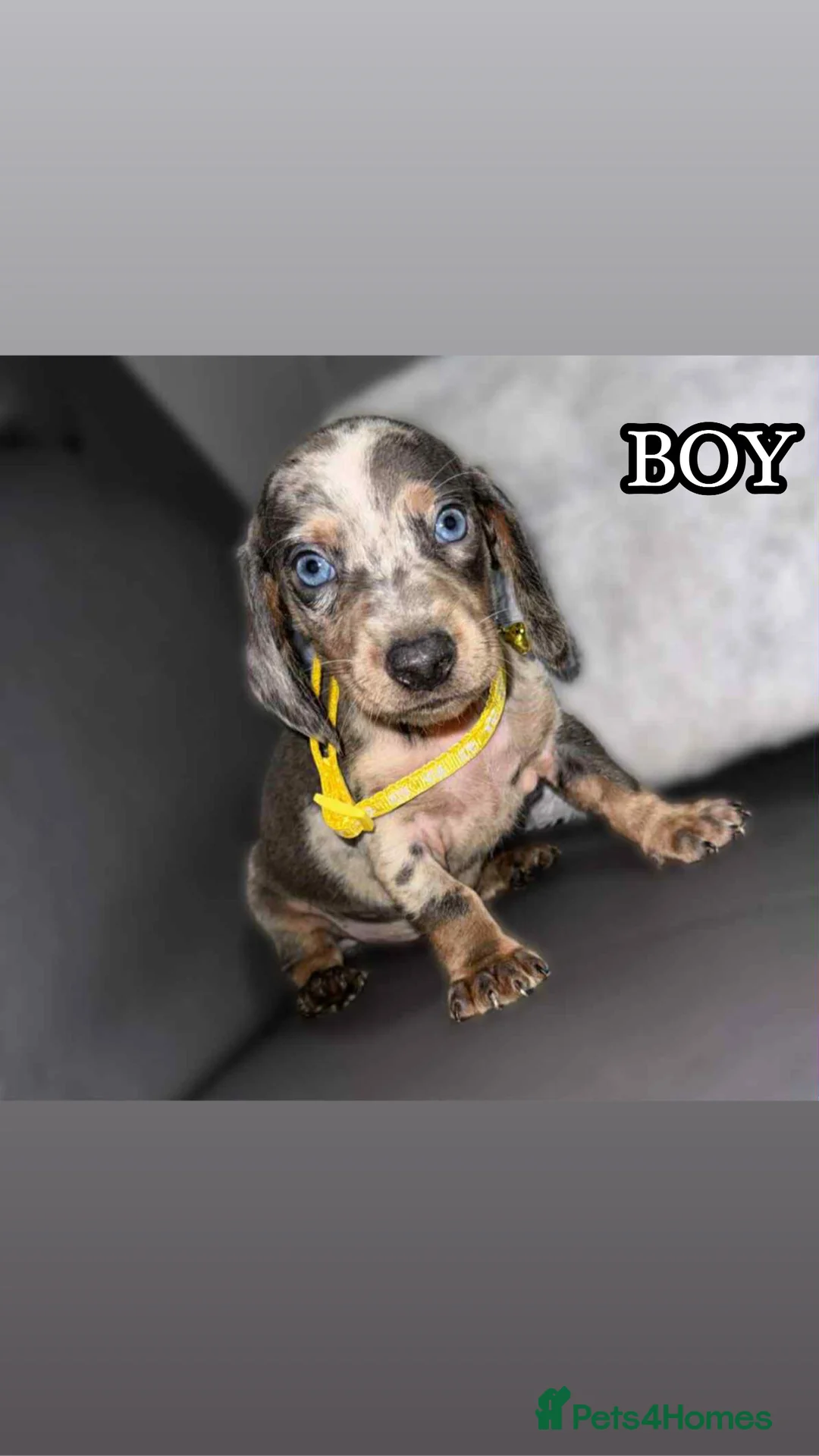 Miniature Dachshund dogs for sale: Miniature Dachshunds - Advert 4