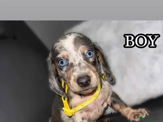 Miniature Dachshund dogs Miniature Dachshunds - Advert 1