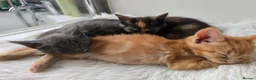 Mixed Breed cats for sale: Fluffy kittens for sale, mum is a Maine Coon in Northampton - Advert 5