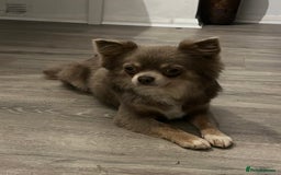 Chihuahua dogs for stud: Arlo - Chihuahua stud  - Image 3