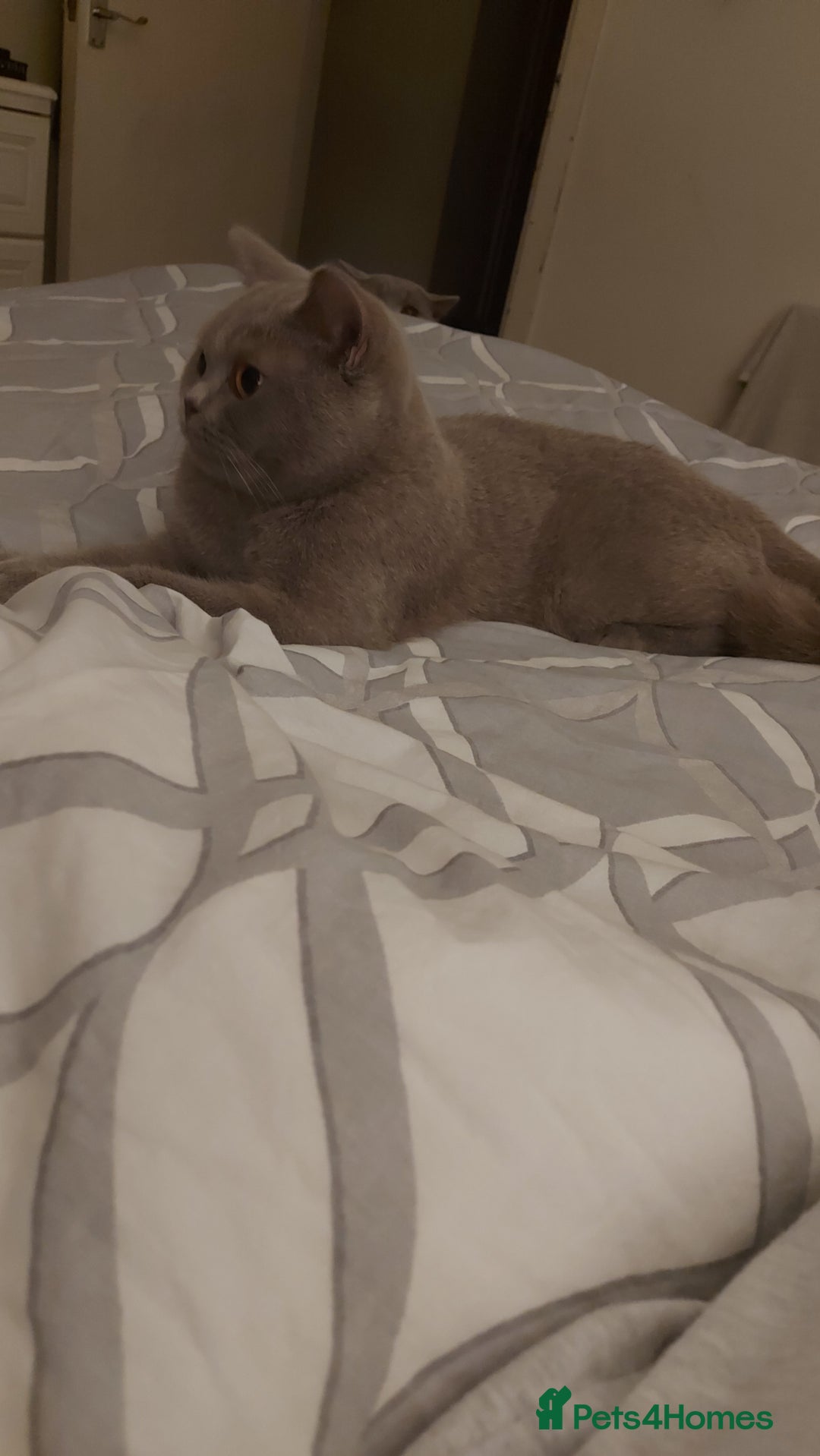 British Shorthair cats for sale: BSH ACTIVE REGISTERED LILAC FEMALE  - Advert 5