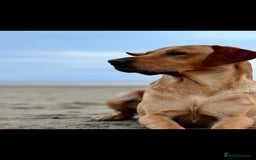 Labrador Retriever dogs for sale: Beautiful kc reg red labs. WORKING LINES - Image 12
