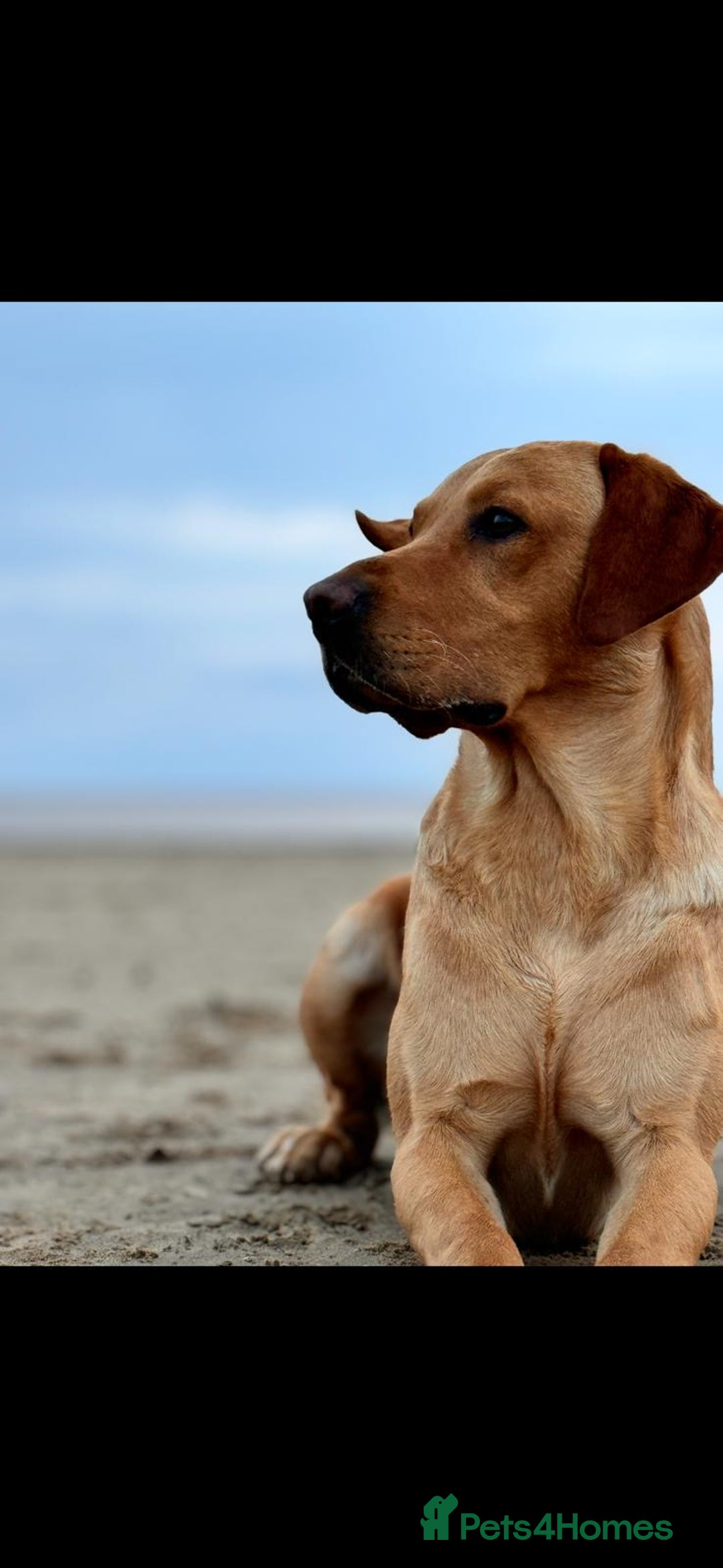 Labrador Retriever dogs for sale: Beautiful kc reg red labs. WORKING LINES - Image 12