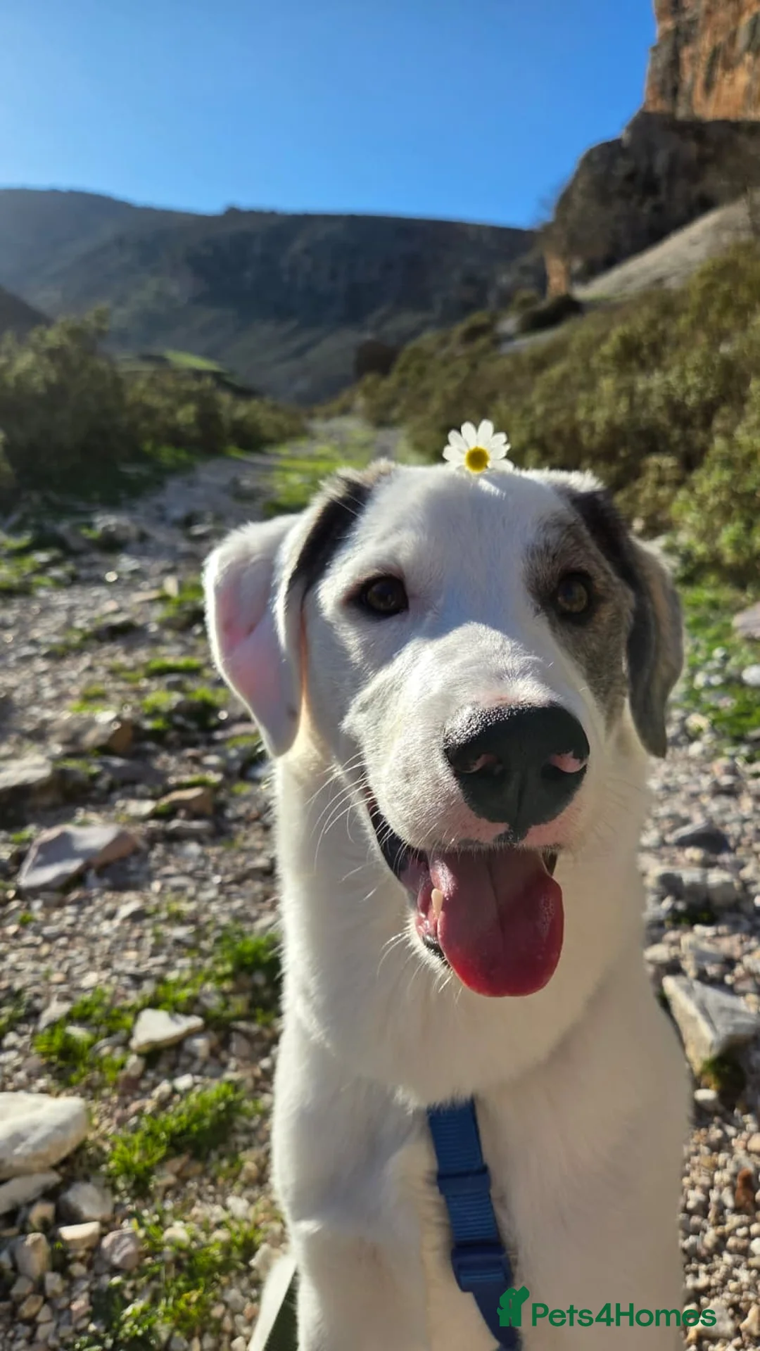 Mixed Breed dogs for adoption: Trimi needs a home in Waltham Abbey - Advert 2