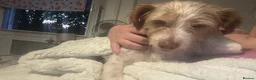 Toy Poodle dogs for sale: URGENT!!! 🚨 7 year old bonnie - Advert 4