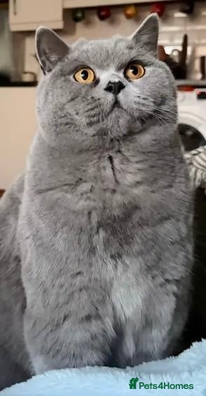 British Shorthair cats Gorgeous british shorthair girl - Advert 13