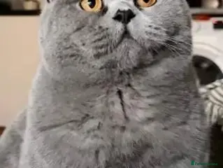 British Shorthair cats Gorgeous british shorthair girl - Advert 13
