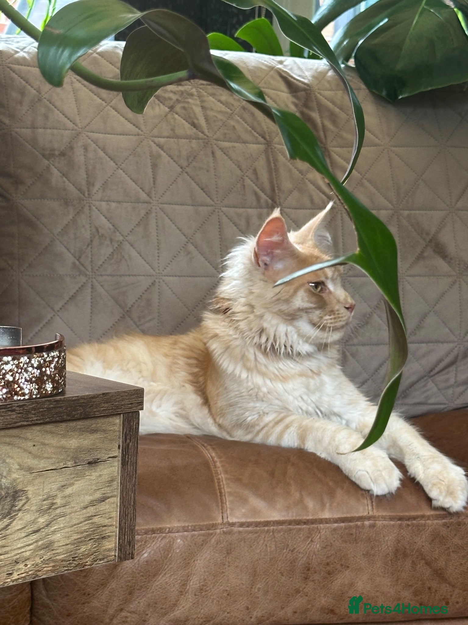 Maine Coon cats 2 yr old male Maine Coon  - Advert 1