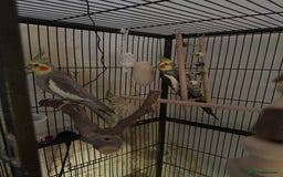 Cockatiels birds for sale: 4 cockatiels for sale - Image 4