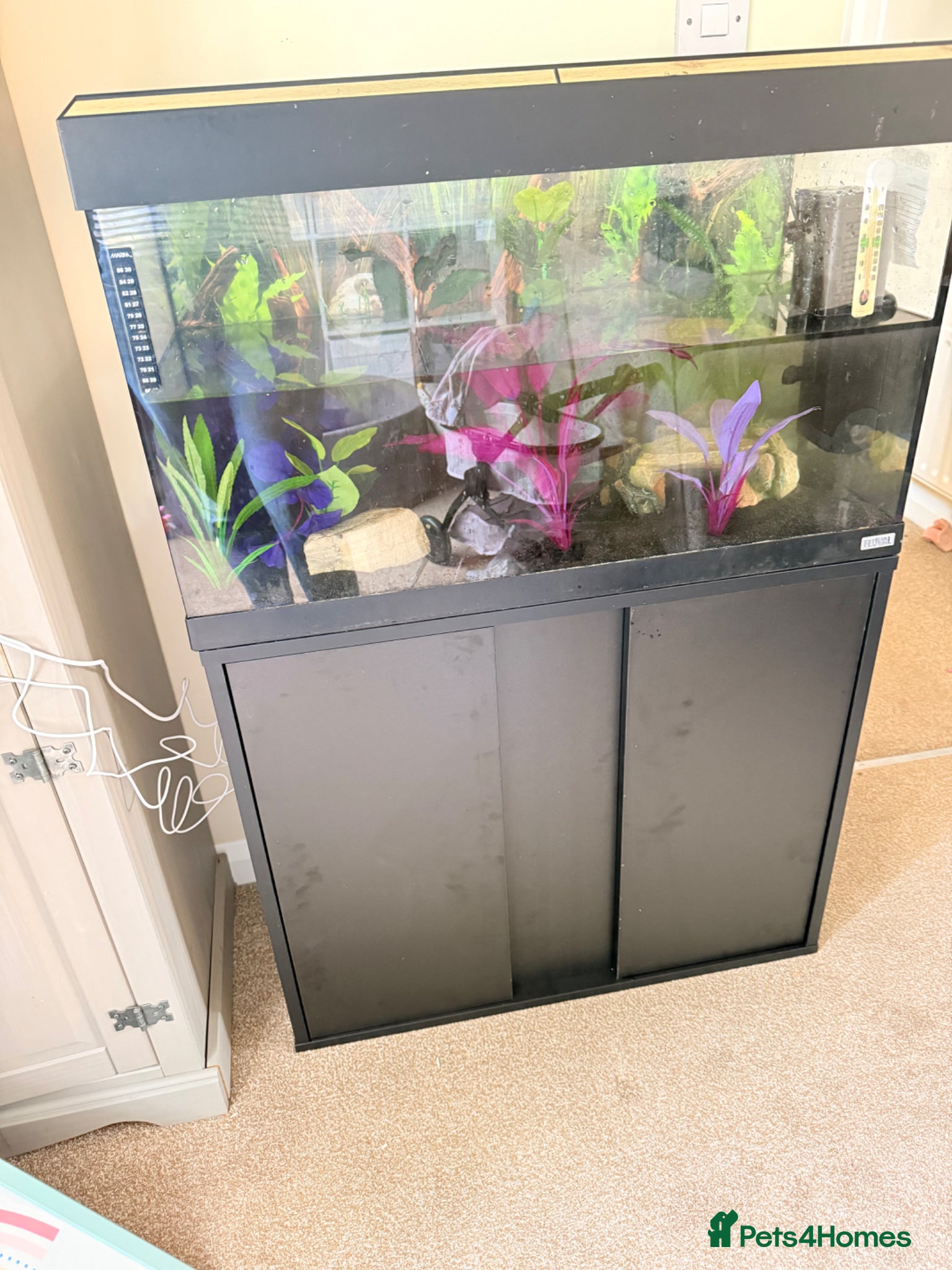 Axolotl reptiles Male axolotl 18months old - Advert 2
