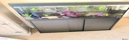 Axolotl reptiles for sale: Male axolotl 18months old in Stockbridge - Advert 1