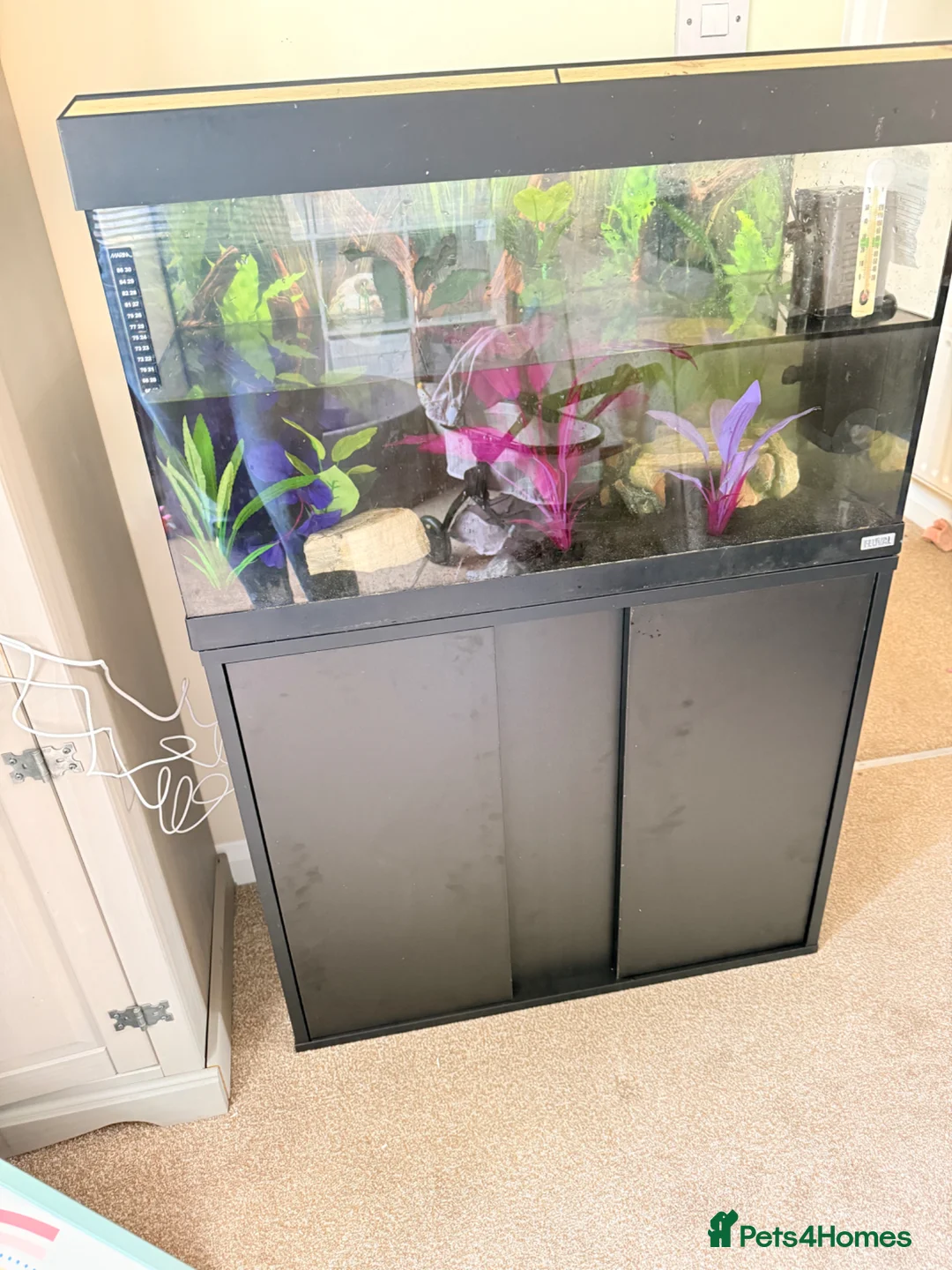 Axolotl reptiles for sale: Male axolotl 18months old in Stockbridge - Advert 1