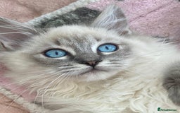 Ragdoll cats for stud: Ragdoll Stud  in Manchester - Image 16