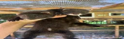 Ferret rodents for sale: Working EU X Ferrets in Harrogate - Advert 3