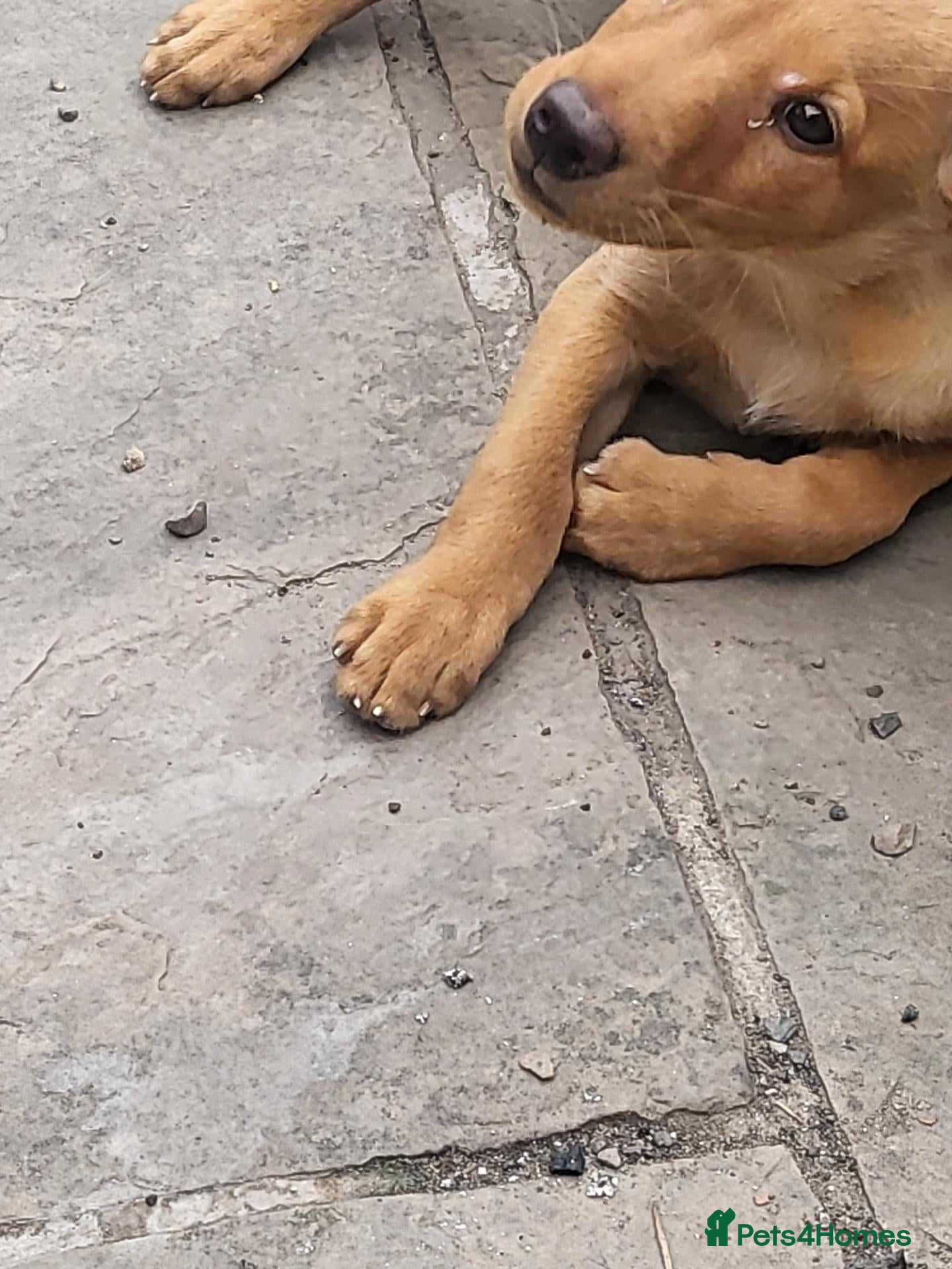 Labrador Retriever dogs Fox Red Labradors - Ready to go NOW KC Reg.  - Advert 1