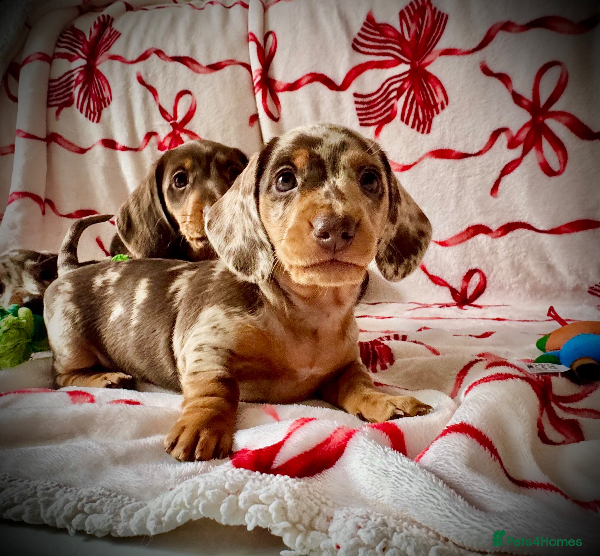 Miniature Dachshund dogs READY NOW MINI DACHSHUND SERIOUS BUYERS ONLY  - Advert 11