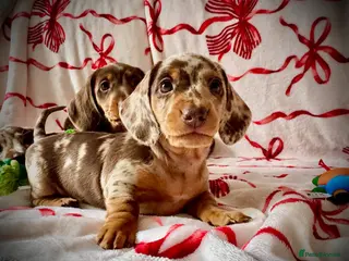 Miniature Dachshund dogs READY NOW MINI DACHSHUND SERIOUS BUYERS ONLY - Advert 11