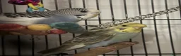 Budgerigars birds for sale: 2 beautiful paired budgies in Reigate - Advert 4