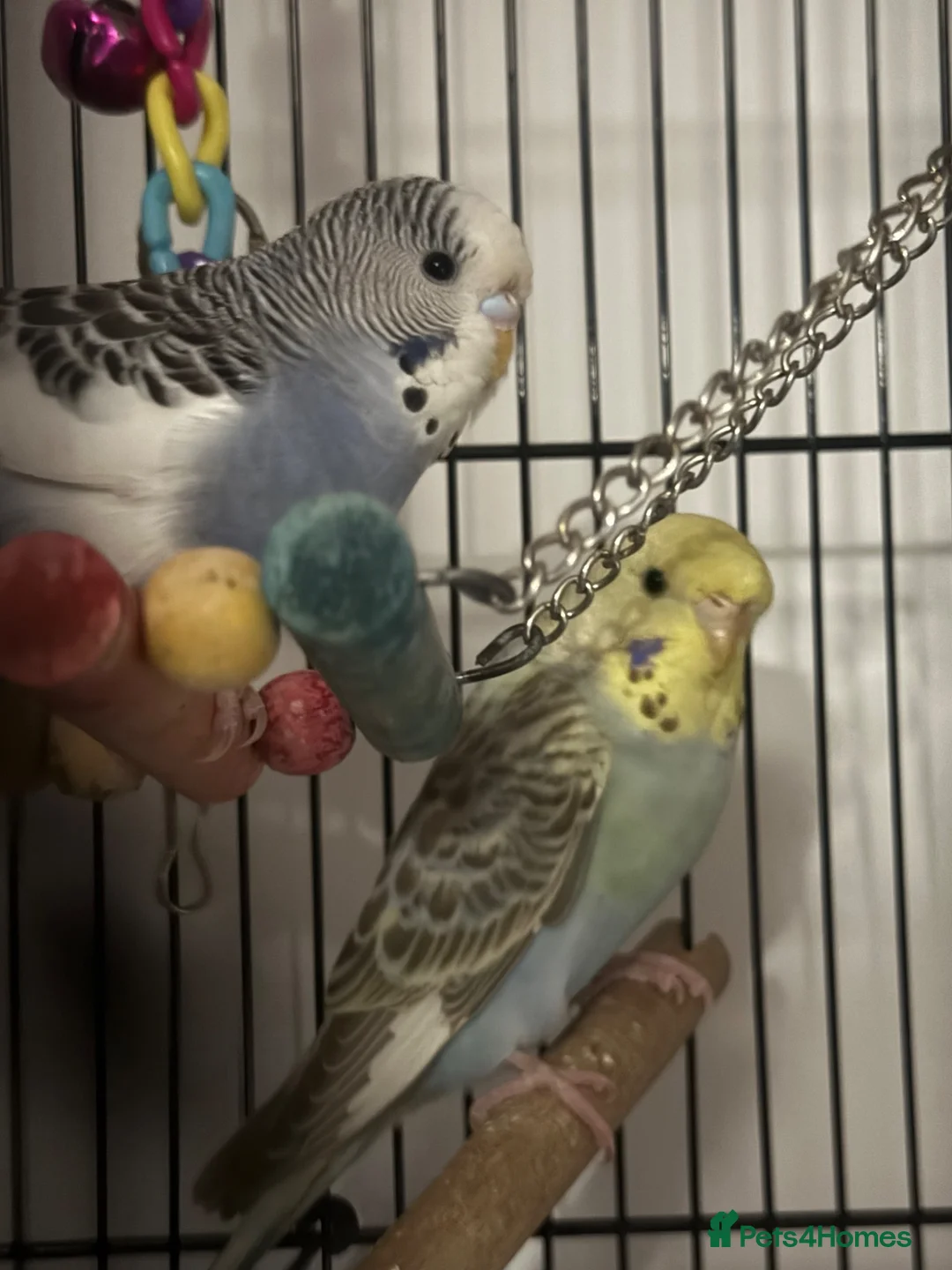 Budgerigars birds for sale: 2 beautiful paired budgies in Reigate - Advert 4