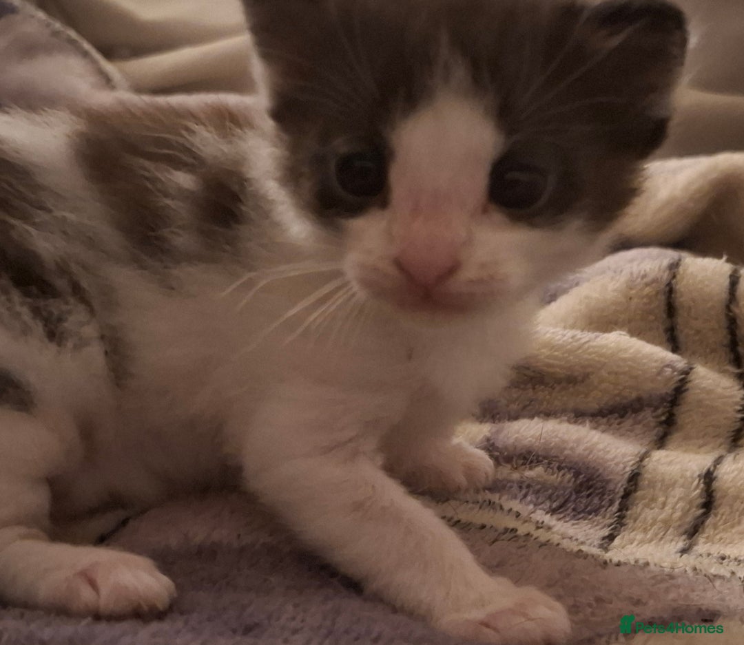 Mixed Breed cats for sale: 3 Kittens awaiting there new family. - Advert 4