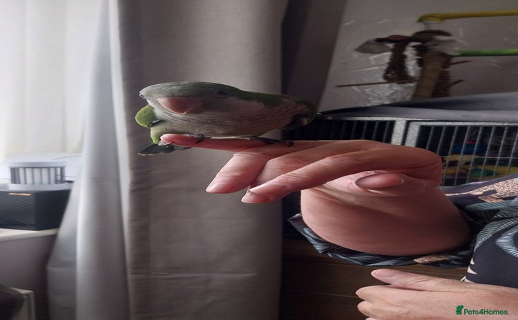 Parakeets birds - Advert 13