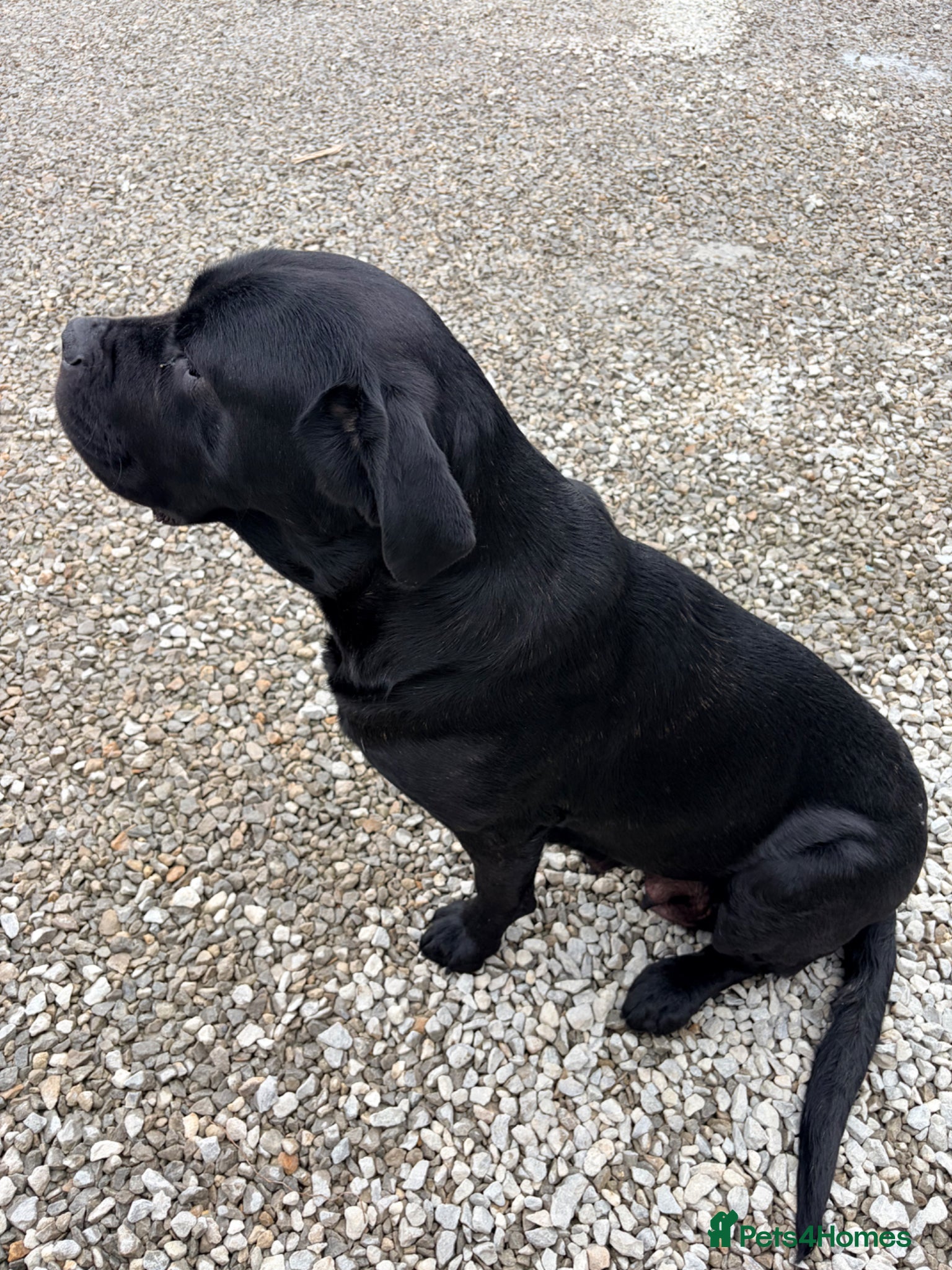 Cane Corso dogs Cane Corso puppy’s  - Advert 2