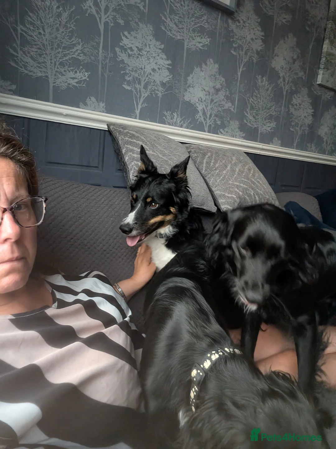 Mixed Breed dogs for sale: Female collie cocker  - Advert 2