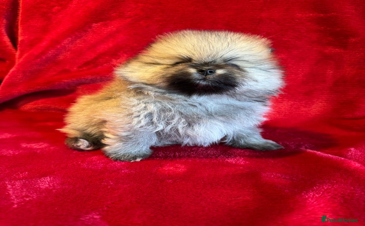 Pomeranian dogs - Advert 4