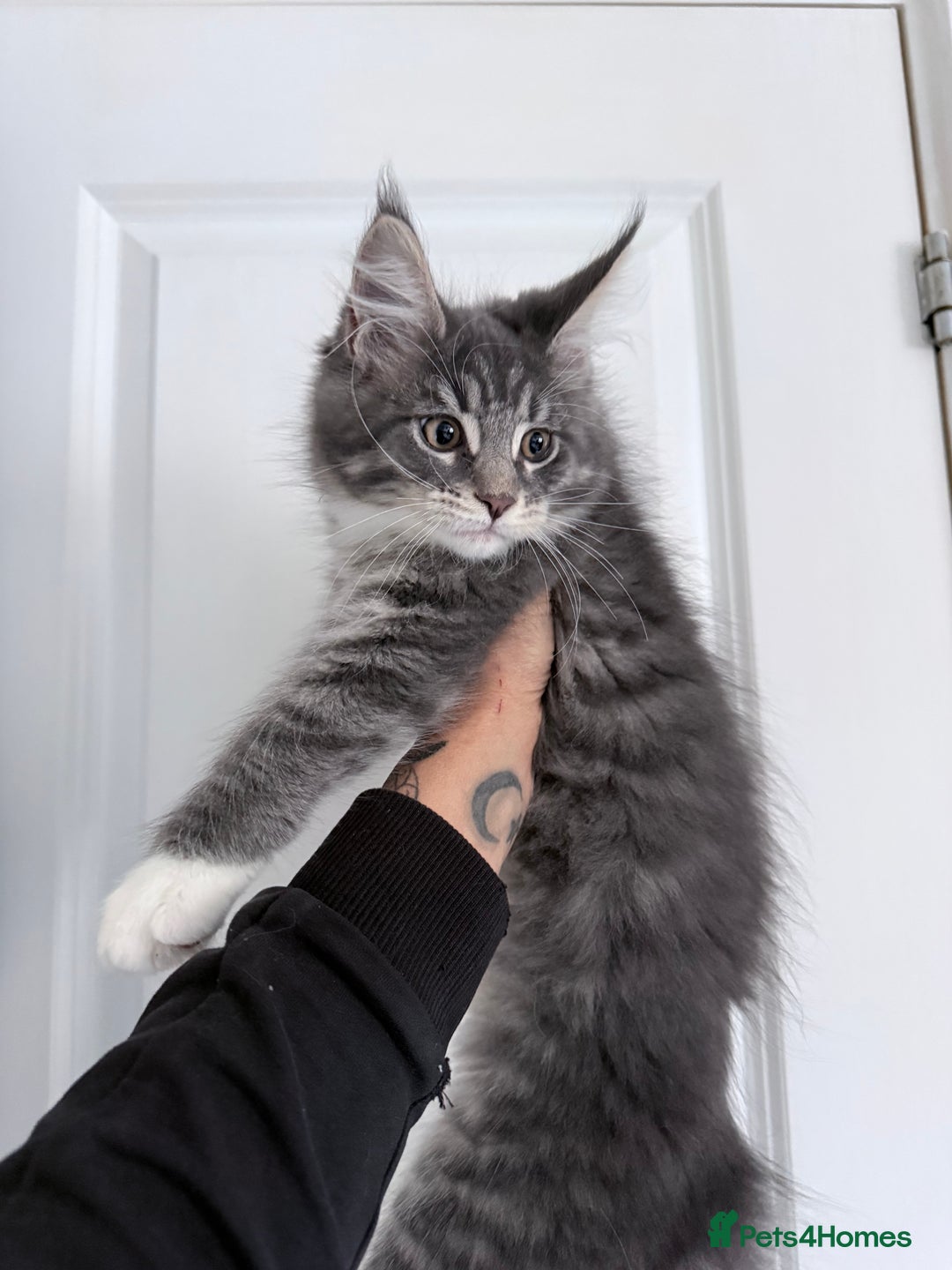 Maine Coon cats for sale: Pedigree Kittens Available RTL now  - Image 6