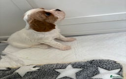 Cavalier King Charles Spaniel dogs for sale: DNA Health Tested Cavalier King Charles Puppies in Heathfield - Image 10