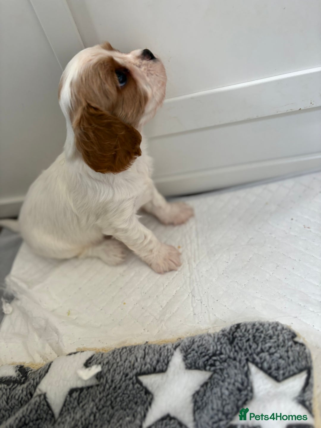 Cavalier King Charles Spaniel dogs for sale: DNA Health Tested Cavalier King Charles Puppies in Heathfield - Image 10