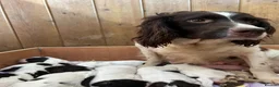 English Springer Spaniel dogs for sale: Working English Springer Spaniel pups - Advert 3