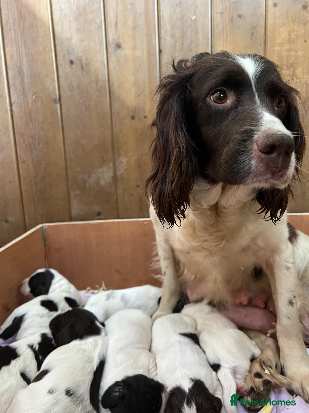 English Springer Spaniel dogs for sale: READY TO LEAVE NOW!! 2 Springer Spaniel boy pups! - Advert 12