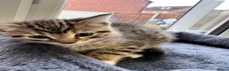 Mixed Breed cats for sale: Beautiful kitten  - Advert 5