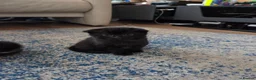 Mixed Breed cats for sale: 4 Female kittens  - Advert 9